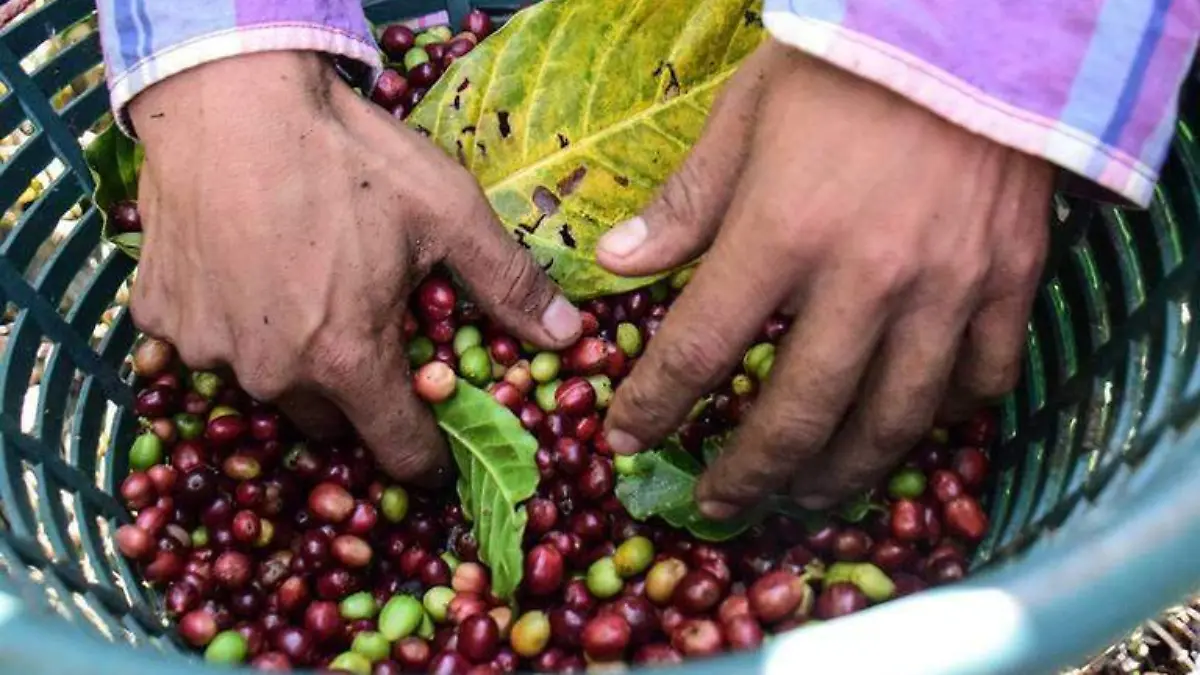 Puebla es uno de los estados más importantes en cuestiones cafetaleras